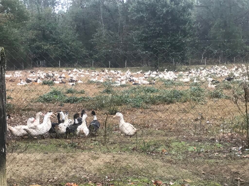Visuel Canards